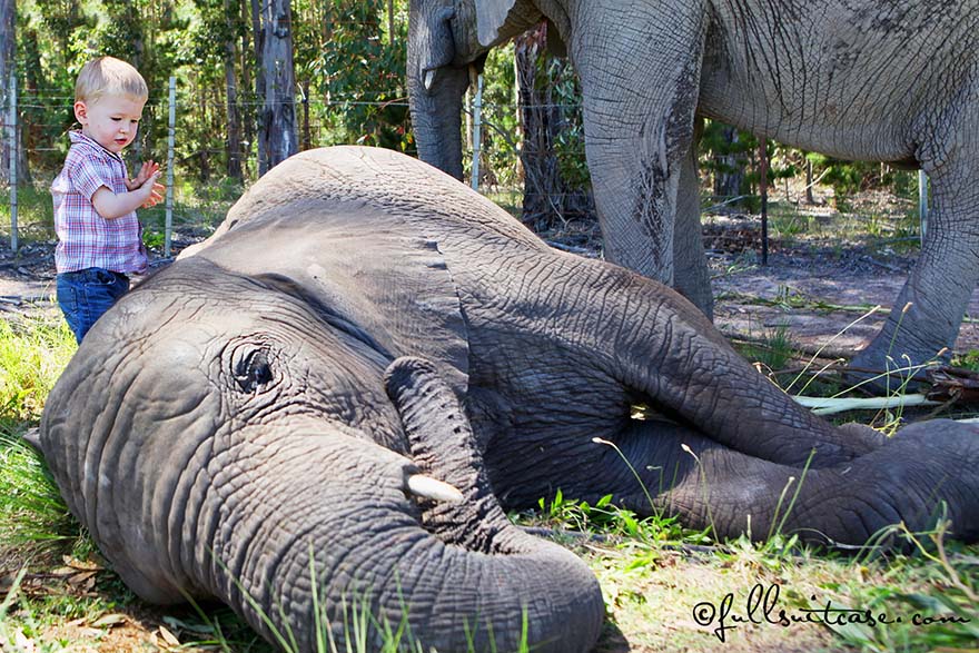 Little boy standing next to an elephant which is lying on the ground