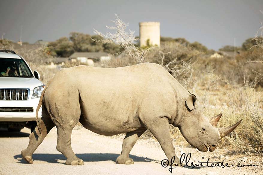 Black rhino crossing the road at Okaukuejo in Etosha