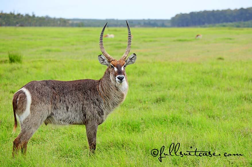 Waterbuck male antelope on safari in Africa