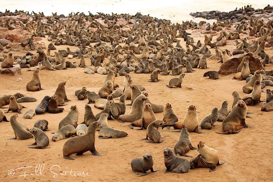 Cape Cross Seal Colony Namibia