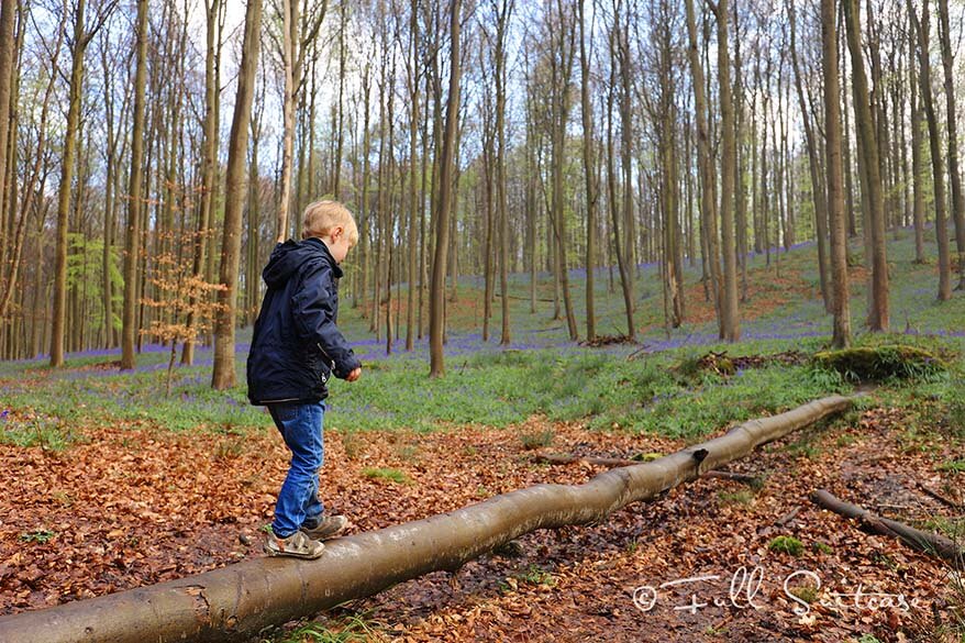 Hallerbos with children