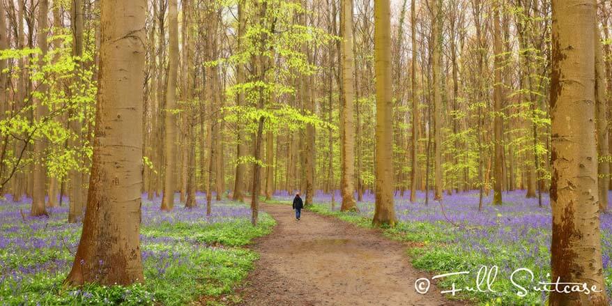 Reebokwandeling brings you to the nicest parts of Hallerbos forest