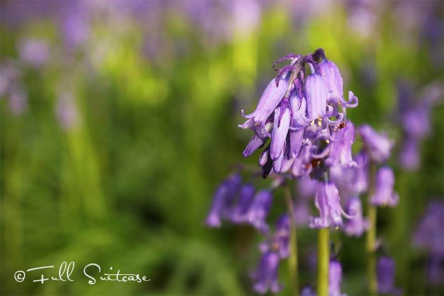 Bluebells - wild hyacinth - in Hallerbos 