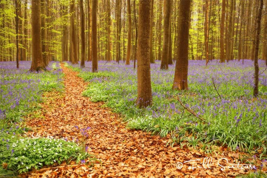 Visit Hallerbos bluebell woods near Brussels in Belgium