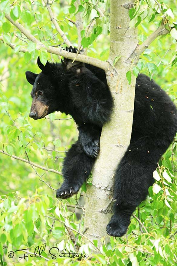 That Time We Paid $600 to See a Grizzly in Canada