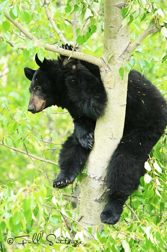 Watching bears in Canada