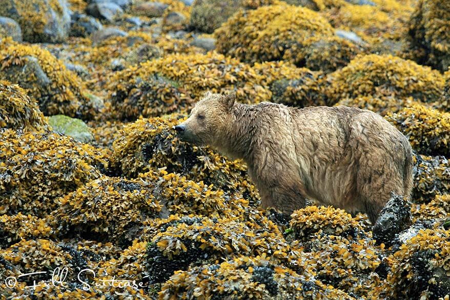 Grizzly bear at Knight Inlet Canada