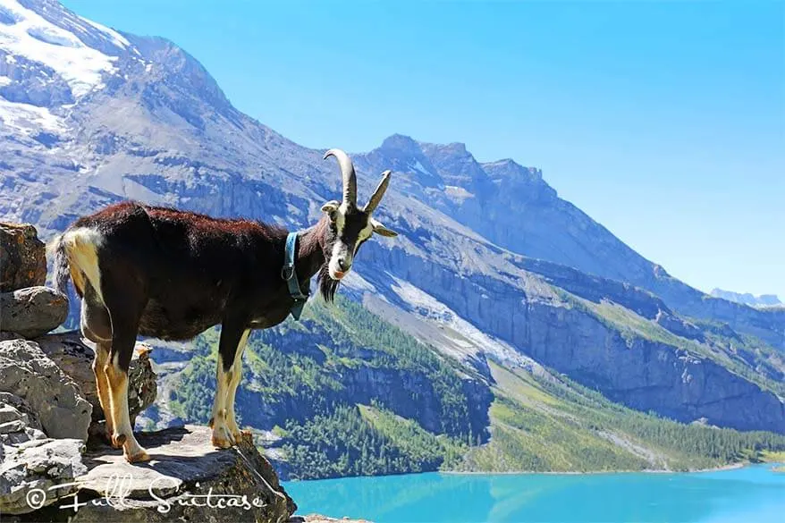 Swiss mountain goats at Unterbergli Oeschinensee