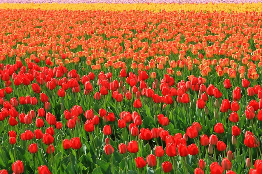 Tulip fields in the Netherlands