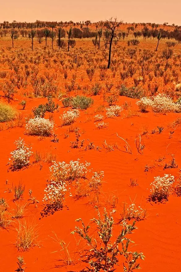 Australia's red centre sand dunes