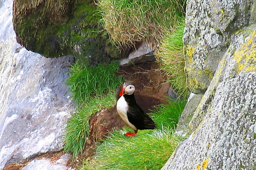 Puffin in Iceland