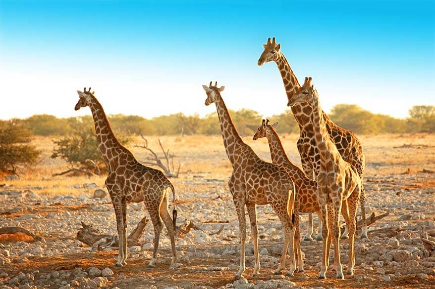 Giraffes in Etosha National Park