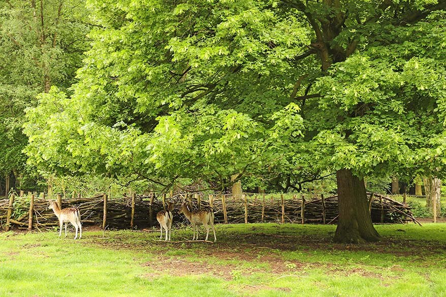 Deer at the Nachtegalenpark - Middelheim in Antwerp