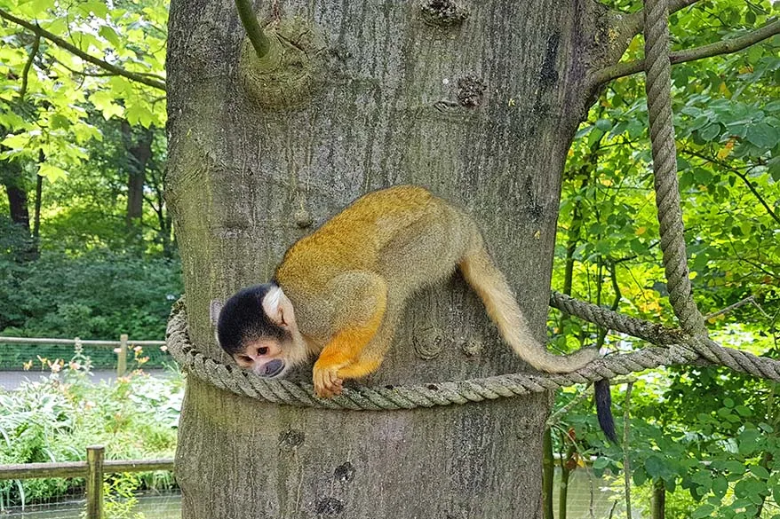 Bellewaerde is the only theme park in Belgium that has both - amusement rides and animals