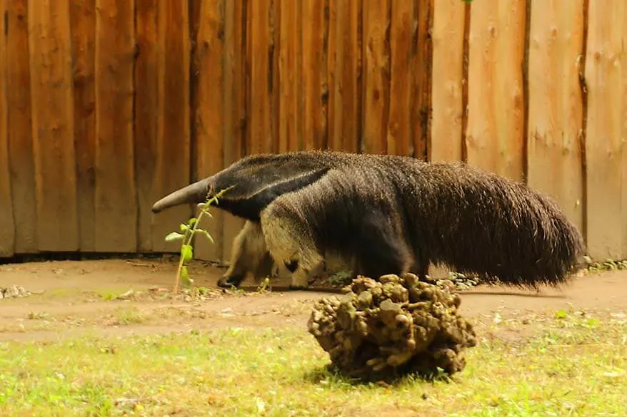 Giant anteater in Planckendael