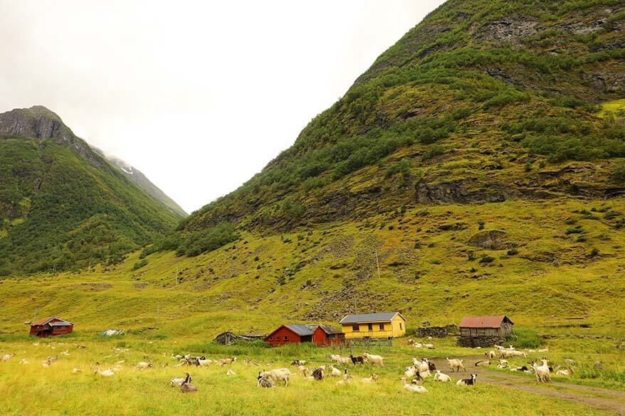 Goats at a farm on the way to Undredal between Gudvangen and Flam in Norway