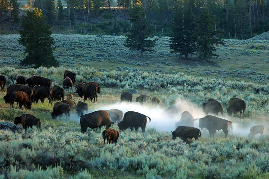 Bison in Yellowstone