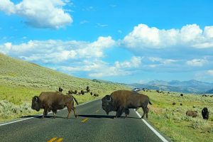 Yellowstone itinerary suggestions