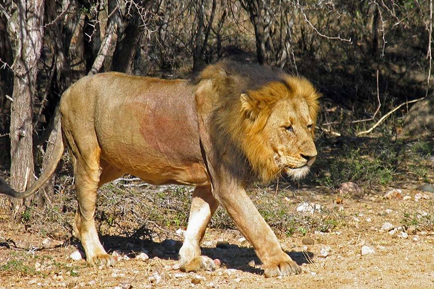 Lion in Kruger National Park