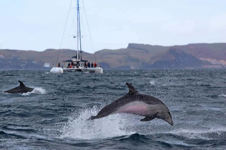 All you may want to know about dolphin and whale watching in Madeira