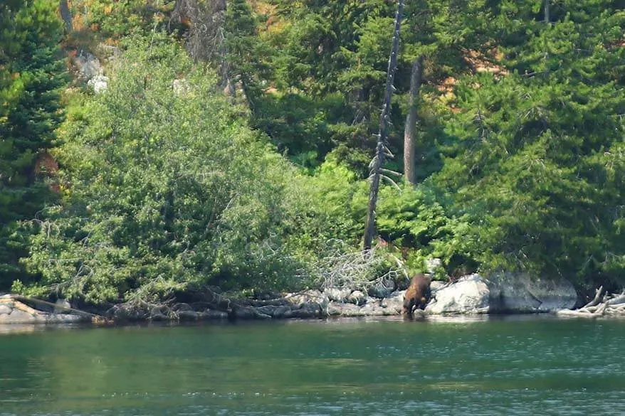 Black bear at Jenny Lake in Grand Teton National Park, Wyoming