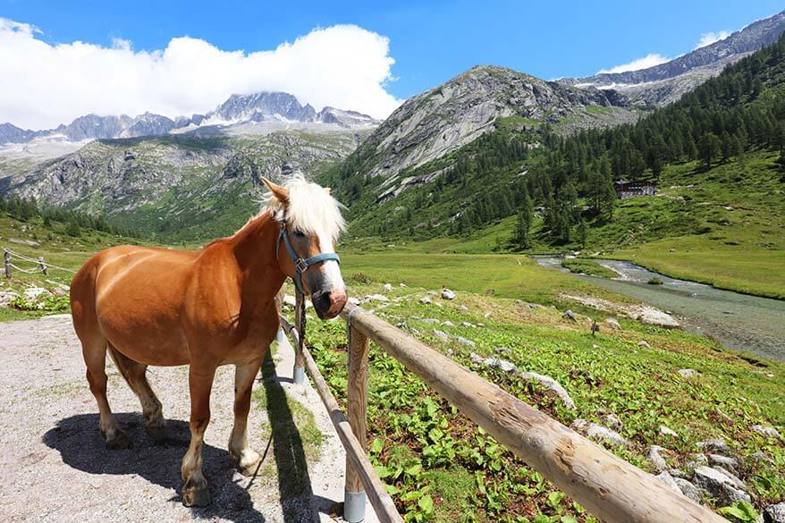 Horse riding near Rifugio Val di Fumo in Trentino Italy