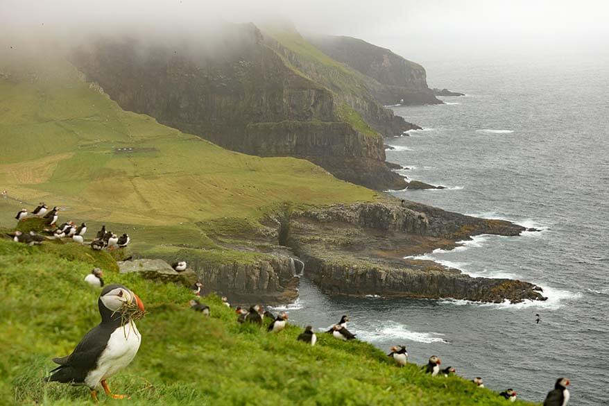 Puffins on Mykines island as seen from Mykinesholmur hike