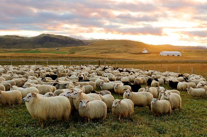 Rettir – the annual sheep round-up in Iceland in September