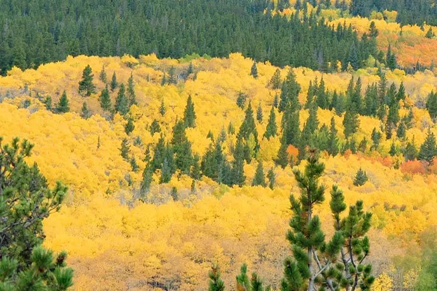 Beautiful fall colours in the Rocky Mountain National Park Colorado