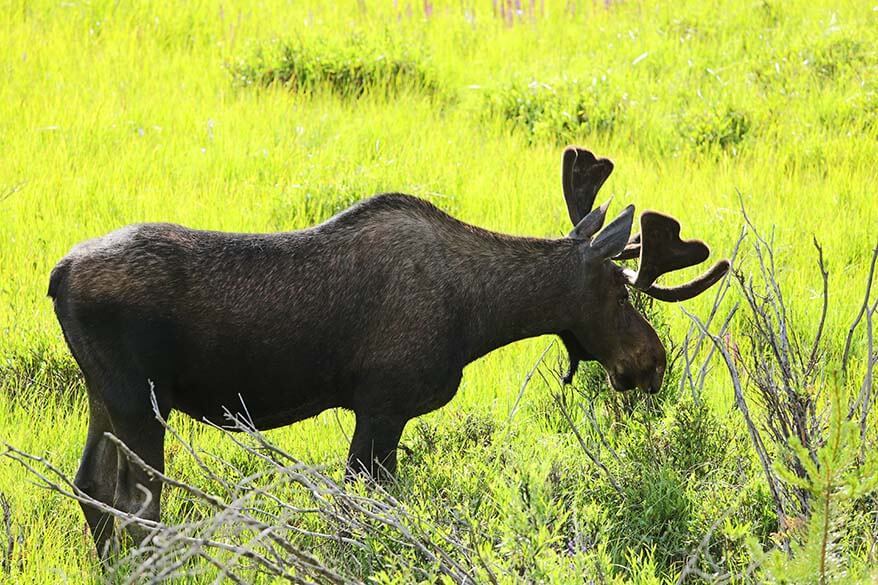 Wildlife of Rocky Mountain National Park - moose along the west side of the park