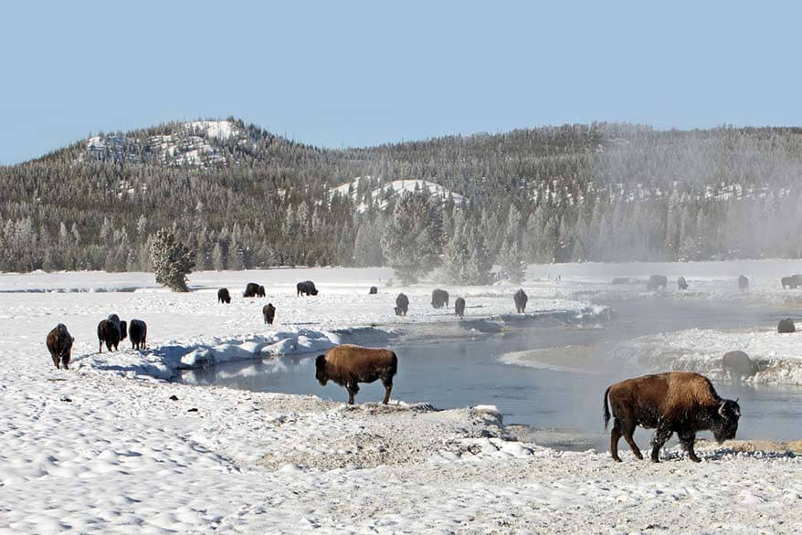 Bison in Yellowstone in winter