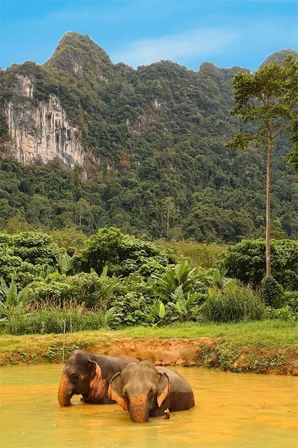 Elephants bathing in the water - Khao Sok National Park Thailand