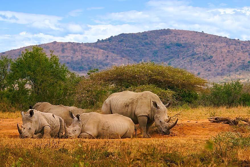 Rhinos in Hluhluwe–iMfolozi Park in South Africa