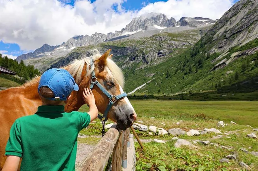 Horses at a stable of Malga Val di Fumo, Trentino Italy