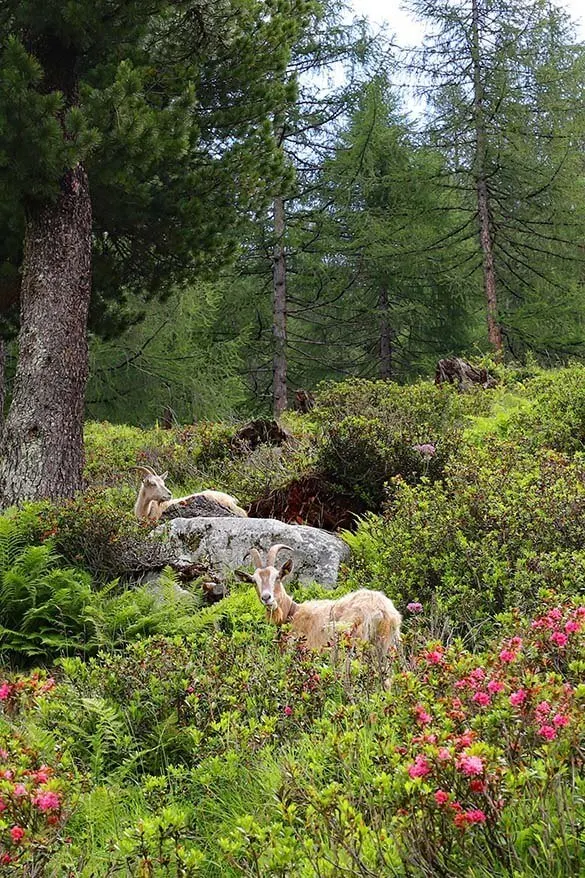 Mountain goats near Rifugio Val di Fumo - Italy