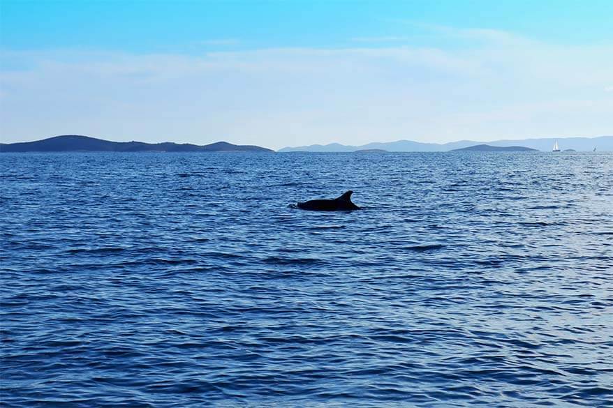 Dolphins on Blue Cave tour from Split in Croatia