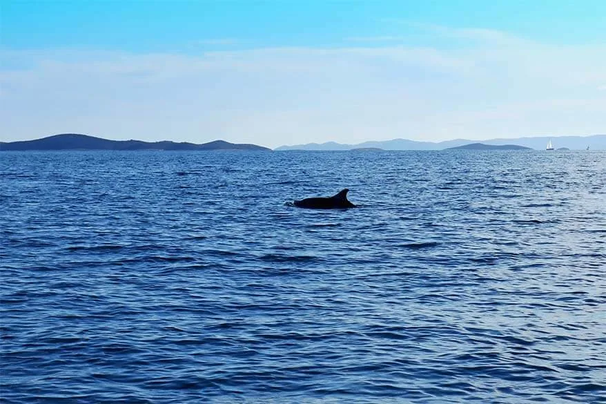 Dolphins on Blue Cave tour from Split in Croatia