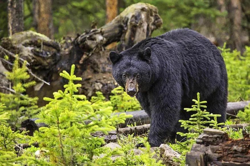 Black bear in the wild