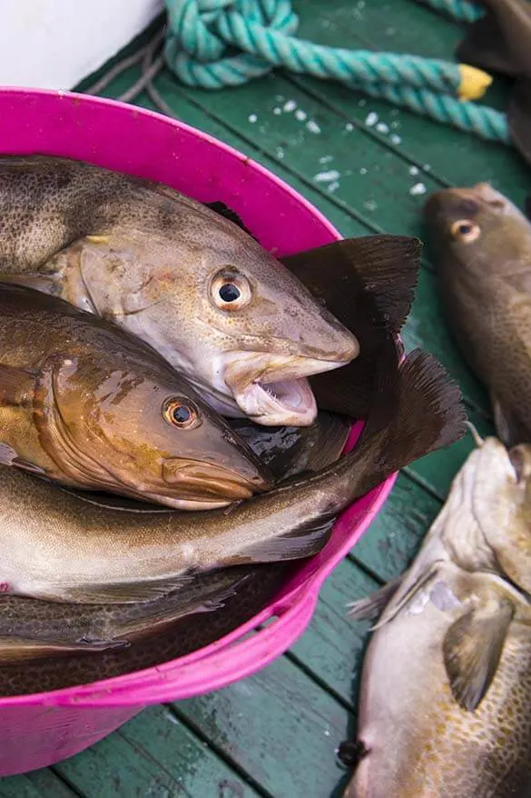 Sea fishing is a good choice for a half day trip from Reykjavik