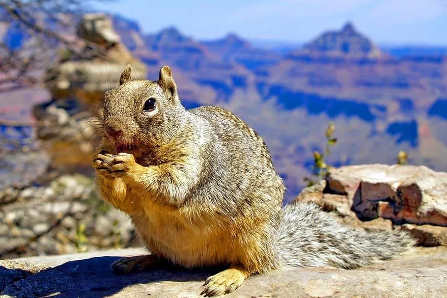 Squirrel at the Grand Canyon