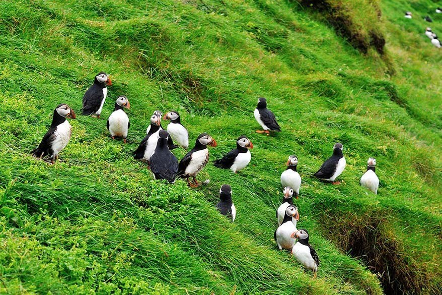 Puffins on Heimaey Island in Westman Islands Iceland