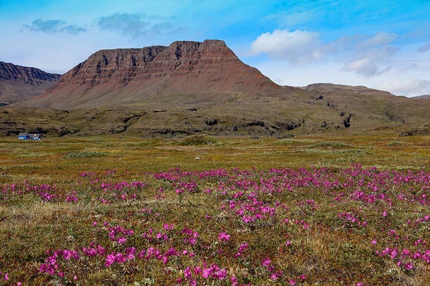 Mountain landscape and Greenland's national flower on Disko Island