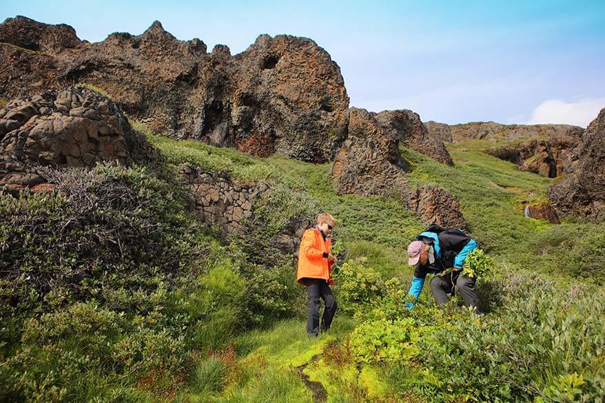 Picking Angelica plant at Kuannit on Disko Island in Greenland