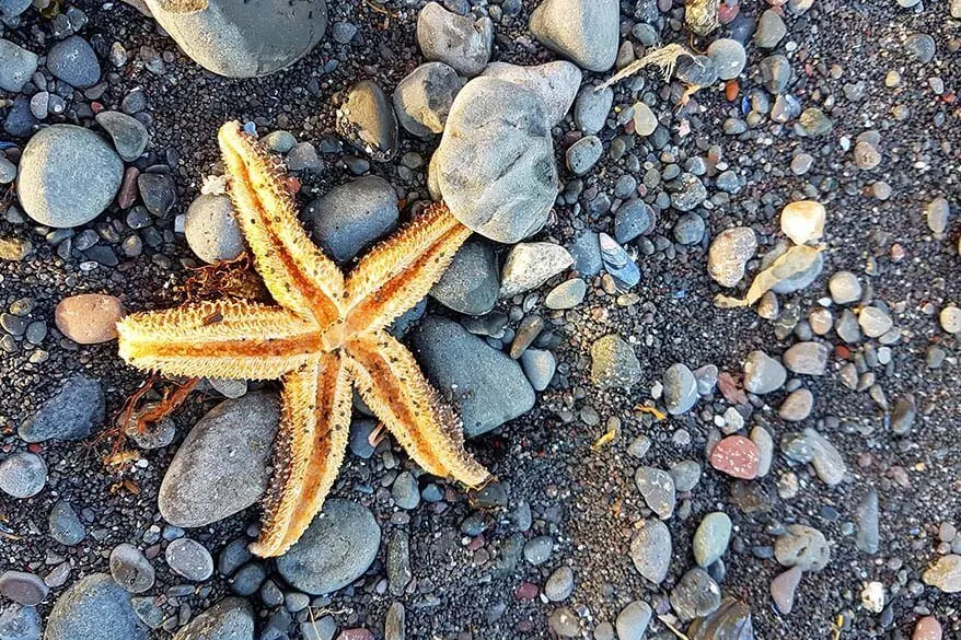 Starfish on a beach on Disko Island in Greenland