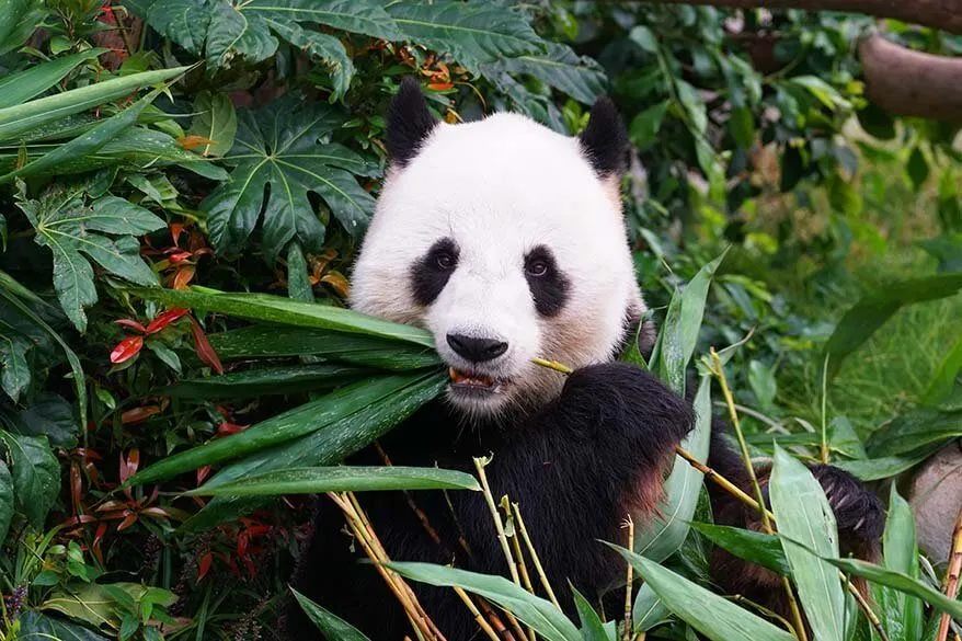 Panda at San Diego zoo in California