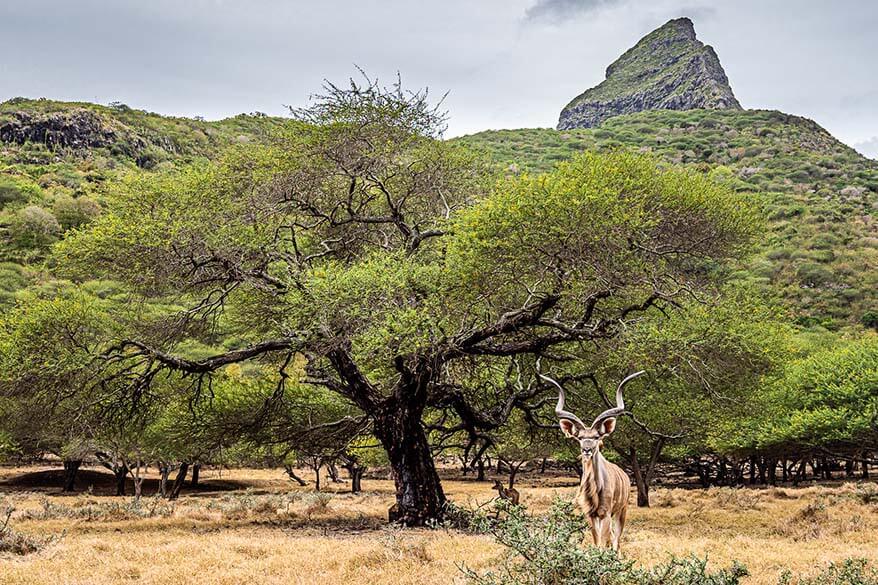 Safari in Casela Nature Park in Mauritius