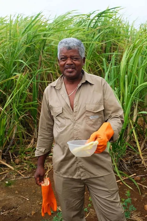 Tasting sugarcane at L'Aventure du Sucre in Mauritius