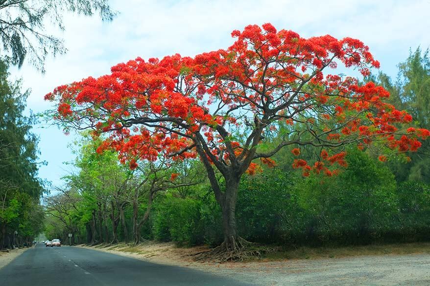 Ultimate guide to the best things to do in Mauritius