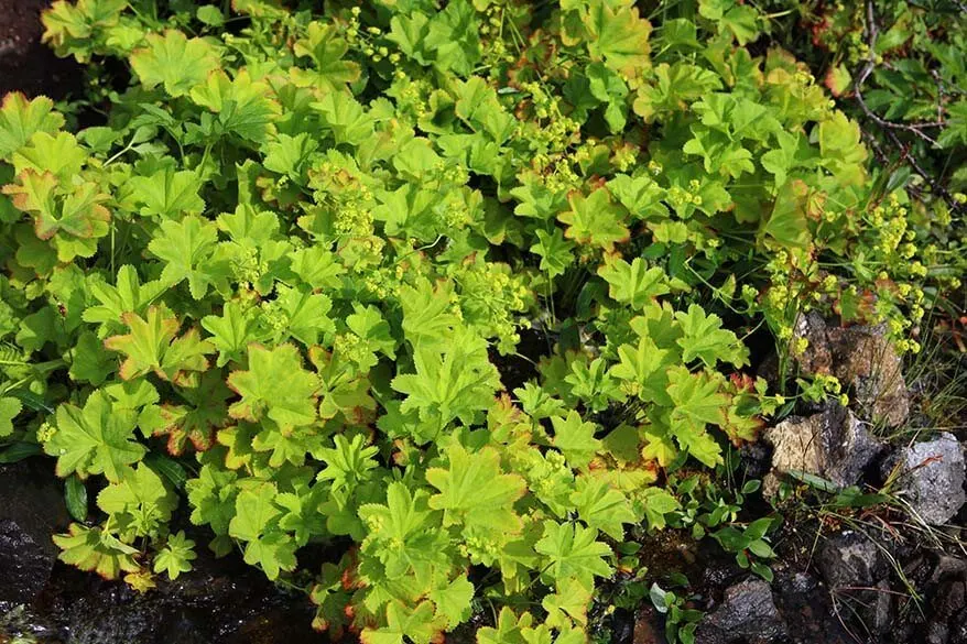 Angelica plant, kvan, in Greenland