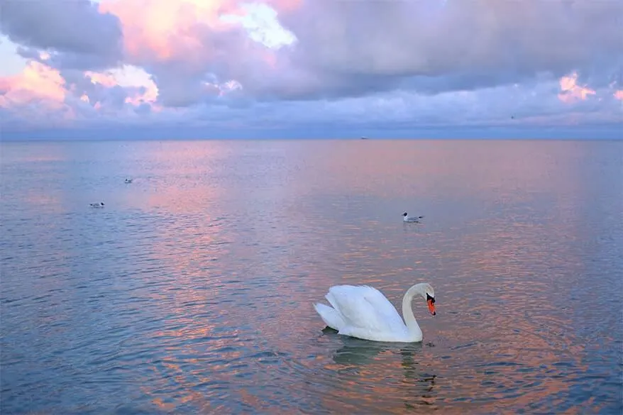 Curonian Lagoon at sunset - Nida Lithuania